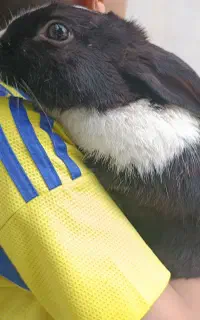 خرگوش های بزرگ و اهلی