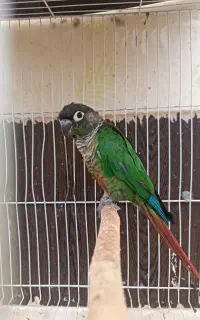 گرینچیک ماده 6تخم کار داده و دو عدد مرغ عشق جوجه