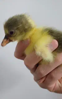 جوجه غاز ۳ روزه