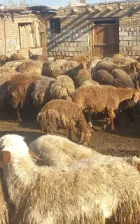 بره نر گوشتی