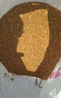 کاه وگندم درجه 1