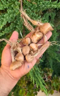 فروش پیازچه زعفران