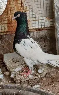 کبوتر  کبوتر