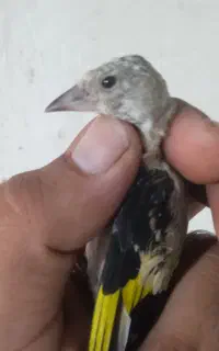 فروش 10عدد سره