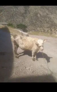 فروش گاو باگوساله ماده یک ماهه شکم اول