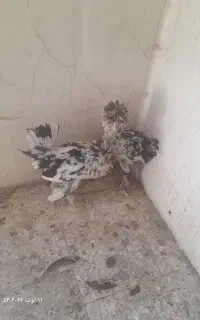جوجه مرغ تزئینی