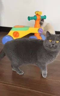 بریتیش ماده و اسکاتیش نر بلو سه ساله