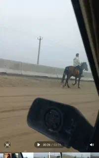 اسب قد بلند