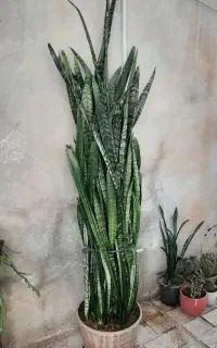 سانسوریای قدبلند و پرپشت  مناسب دکور منزل محل کار