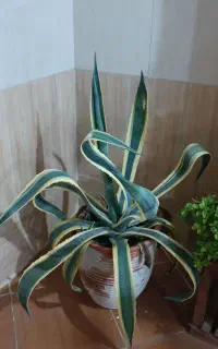 گل آگاو گلدان پره پاجوش و بچه