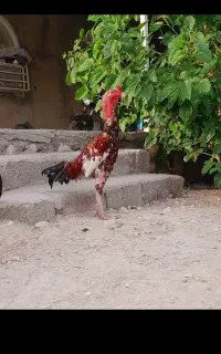 خروس