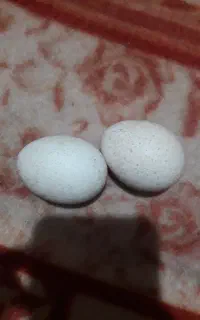 تخم نطفه دار بوقلمون