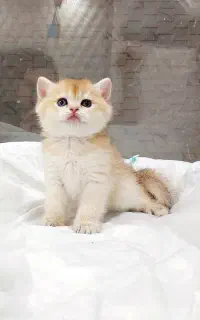 گربه بریتیش و اسکاتیش