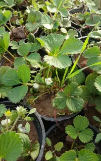 نهال گلدانی توت فرنگی ترخون نعنا