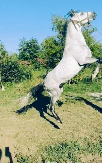 اسب نریان کُرد ،بسیار پرخون و سرو دم گیر رقاص