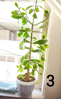 کاکتوس خانگی