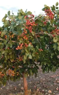 انواع نهال پسته