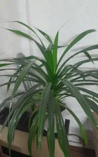 گل طبیعی بزرگ