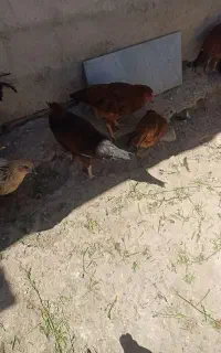 خروس