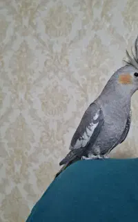 عروس هلندی