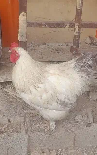 خروس برهما