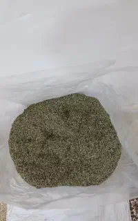 نعناع کوهی