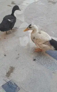 اردک