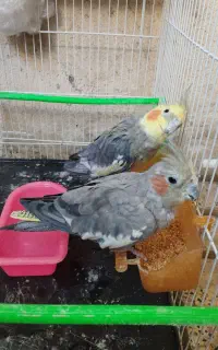 دوعدد عروس هلندی سیامون