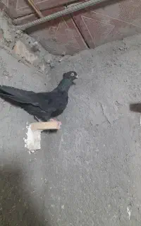 زاغ نر ملقی کلافه