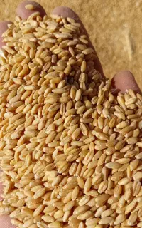 بذر گندم دیم تمندر درجه یک
