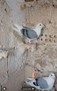 پشتی