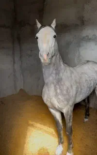فروش سه راس اسب اصیل معاوضه فقط با گاو سیمینتال