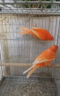 قناری نروماده ردفکتور دستپر سفید اورجینال ۱ ساله