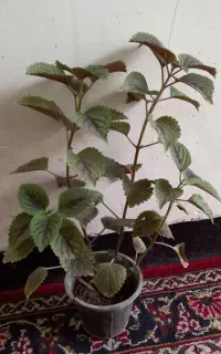 گل حسن یوسف وپتوس