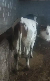 1راس گوساله ماده سیمنتال وزن 250کیلو