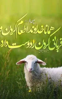 ذبح گاو گوسفند قصابی در محل شما یا ما