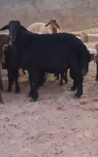 قوچ قزل افشار پوست گاوی