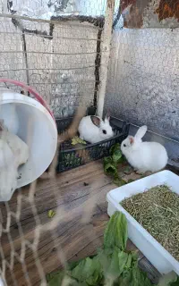 خرگوش