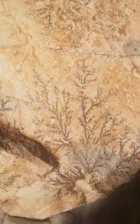 سنگ شجر