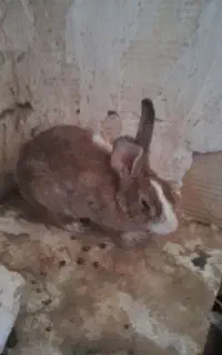 اوردک وخرگوش