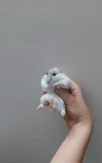 همستر بامزه