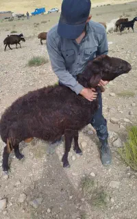 فروش قوچ غزل افشار