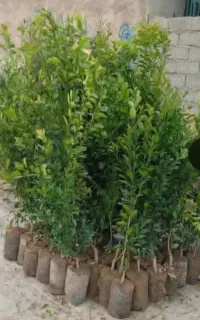 انواع نهال ونخل مجول پیارم وخاصو اصل بخر
