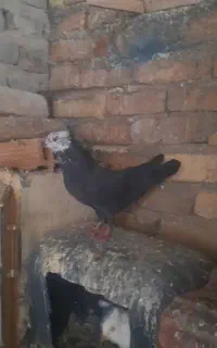 نر چهار خال