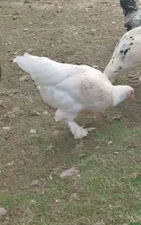 مرغ دورگه برهما