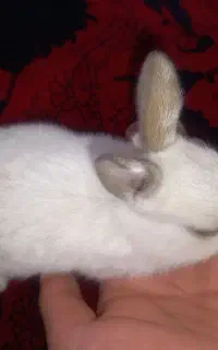 جوجه خرگوش
