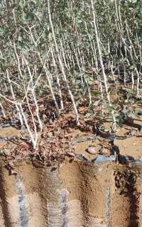 نهال پسته و بنه