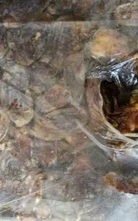 خرمای زرد