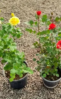 فروش گل وعلف زن ونهال میوه