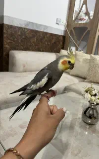 عروس هلندی